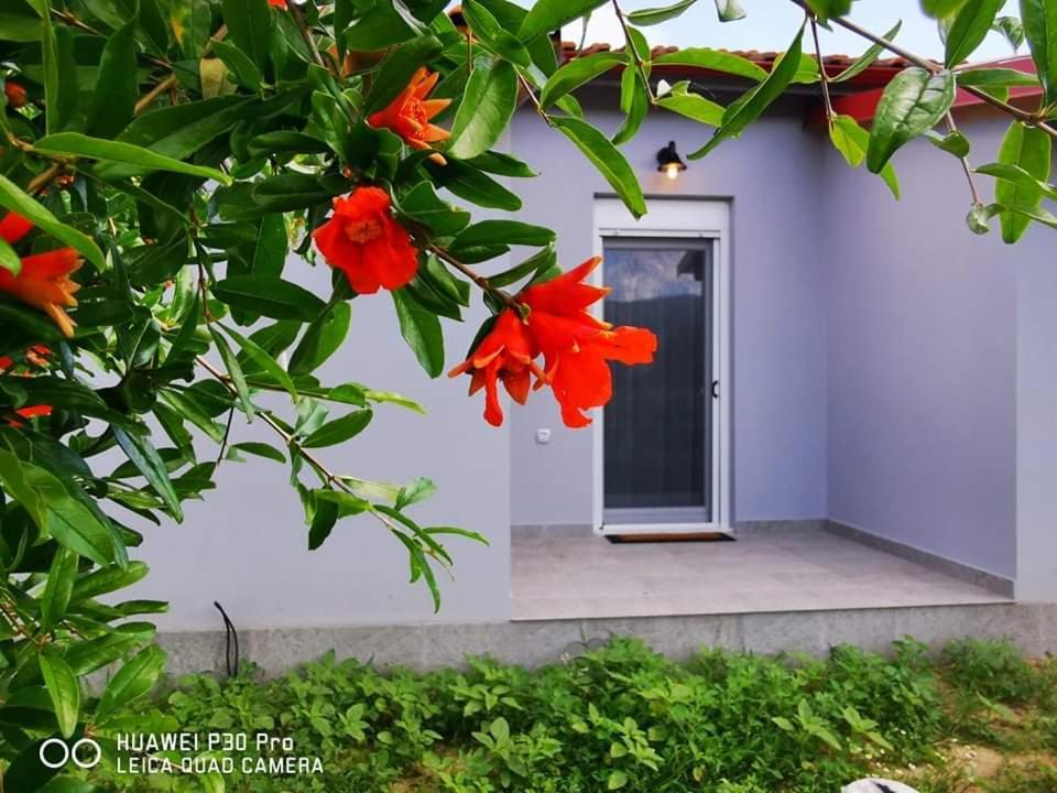 Ktima Mimoza Apartment ซีเกีย ภายนอก รูปภาพ